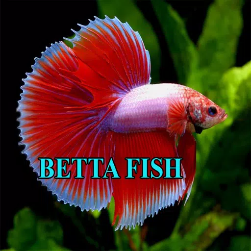 Betta Fish Gallery 스크린샷 2