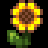 Sonnenblumenhonig